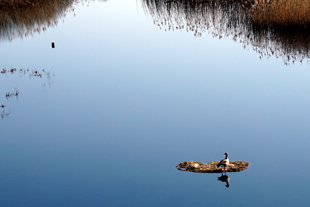 湿地に浮かぶ小島に佇む鴨
