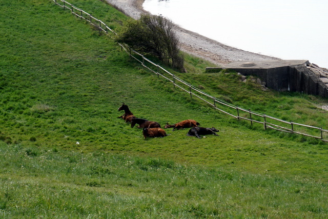 芝生に寝転ぶ馬たち