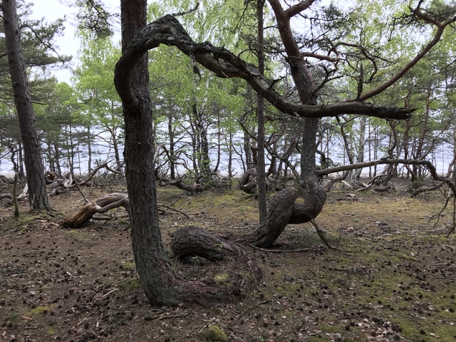 こちらはÖlandのTrollskogenにあった松の木