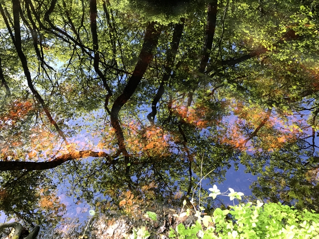 タンニンが溶け込む川の水に映る新緑がまるで紅葉