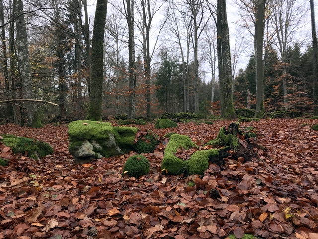 Bockebodaレクリエーションエリアの森は落ち葉でふっかふかでした