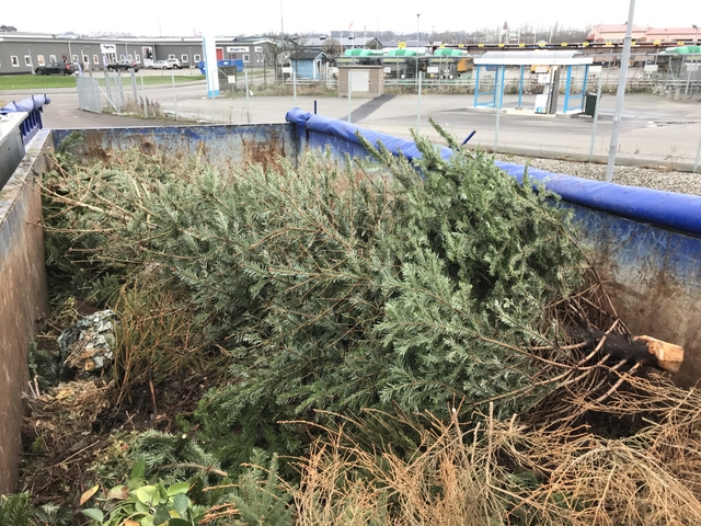 リサイクルセンターに捨てられるクリスマスツリー