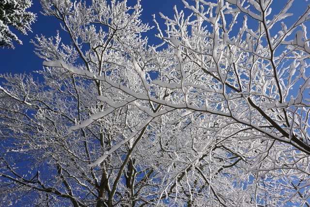 細い枝に雪がしがみつくように積もって白銀の世界