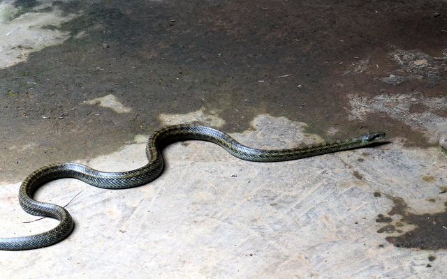 巨大な蛇が古民家の床下へ向かっているところ